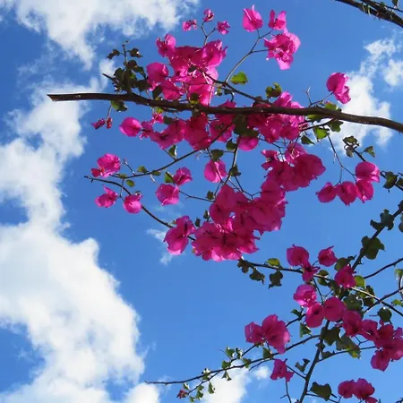 Carabeo 2000 3.3 Appartement